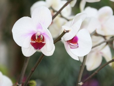 ������ ������� �� ����� ����� � ������� �����