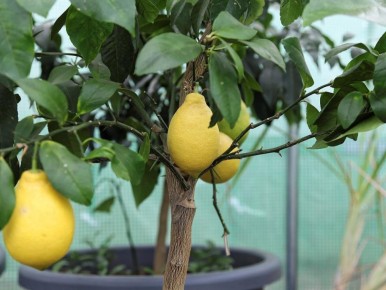 ��� ��������� ������ ������ � �������� ��������� ��������