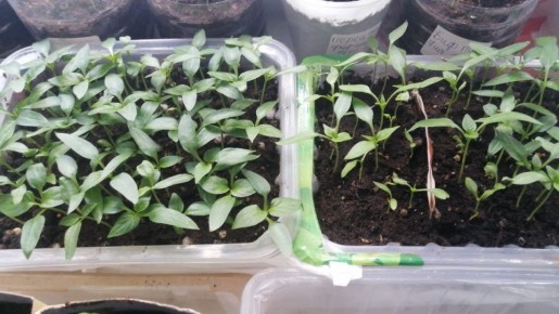 �����, ������� ��������� �������: ��� ������� ����� ������� ��� ������