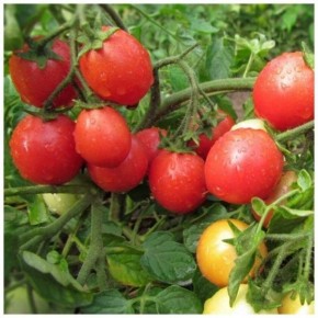 ����� �������: ���������� ���� ��� ������� � ������, ���������� ����������� � ��������