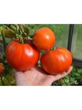 ����� �������� �� �������: ���� � �������� �� ����� �������