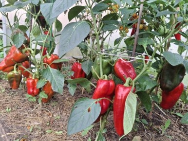 ������ �������� ������ � ���� � ��������� ������?