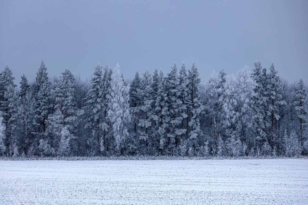 Фото, на которое невозможно насмотретьсяИ новость, от которой спокойно за липецкие леса, где сейчас вот такая красота