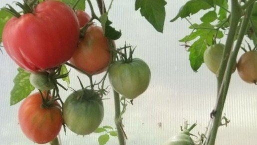 ��� �������� �������� ������ ���������: ������� ���������� ������� �� �������� �������