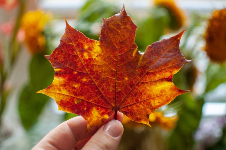 ������� �����������: ������ ������� � ���������� �������