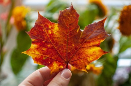 ������� �����������: ������ ������� � ���������� �������