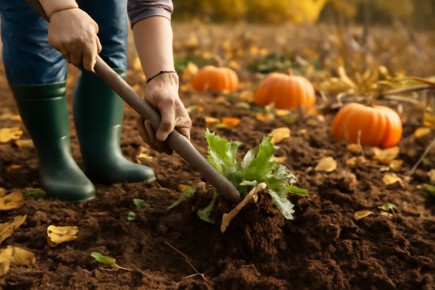 ��� ���������� ����������� ������� � ����, ���������� �� ��������