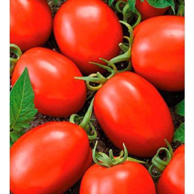 ����� �������: ������� ������ ������� ����� ��� ��������