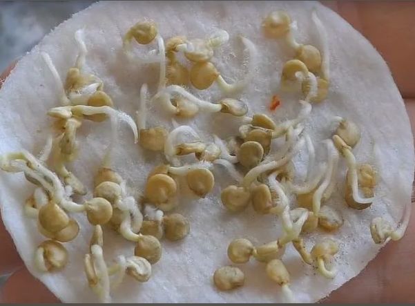 ������� �����������: ����� ������ �� ����� ���������� ����� ��������