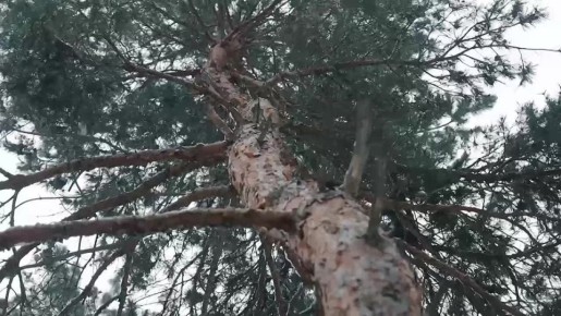 ����� ���������: ����� � �� ����� �� �����. ��� ����