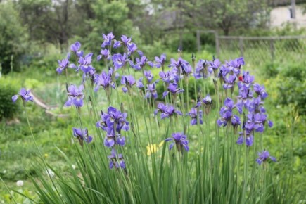 Бискотти по-русски: простое печенье, которое приятно держать рядом