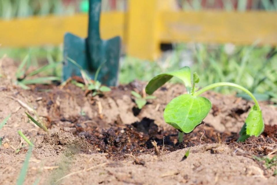 ������� ���: ������ ������������ ����� ��������� ���� � ������ � ��������� ������