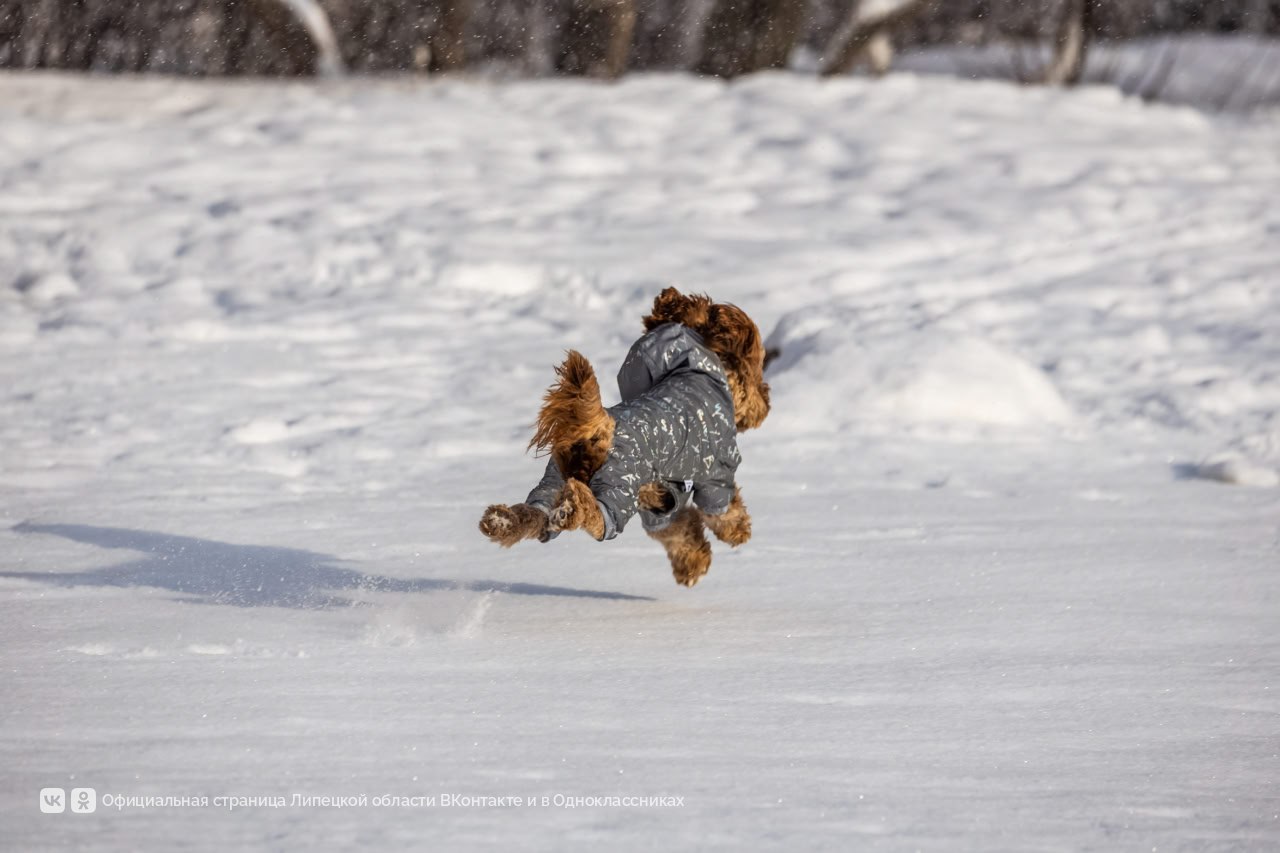 Если день не задался, посмотрите на снимки зимнего Липецка и подумайте, какая красота нас окружает Если день не задался, посмотрите на снимки зимнего Липецка и подумайте, какая красота нас окружает