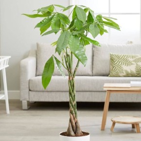 �������� ������ �� ���-���: ��� ��������� �������� �������� � �������� � ������������ �����