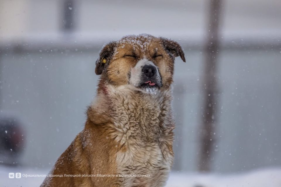 ���� ���� �� �������, ���������� �� ������ ������� ������� � ���������, ����� ������� ��� ��������