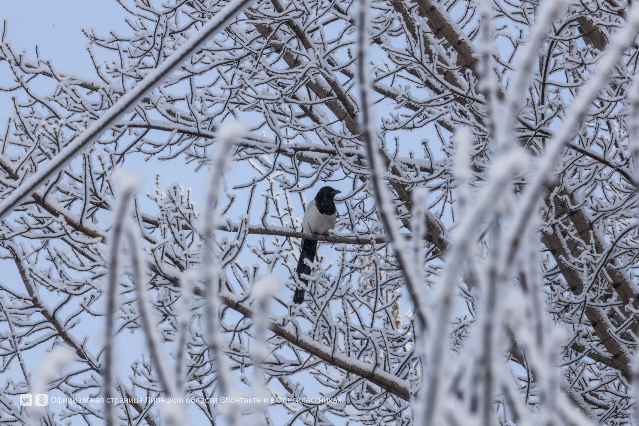 Если день не задался, посмотрите на снимки зимнего Липецка и подумайте, какая красота нас окружает Если день не задался, посмотрите на снимки зимнего Липецка и подумайте, какая красота нас окружает