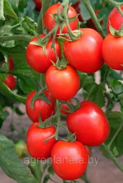 ����� ��������: ��������� ���������� ������������ � ������� �����������