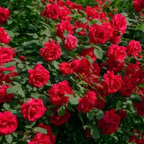 Роза Hansaland: Прекрасный выбор для любого сада