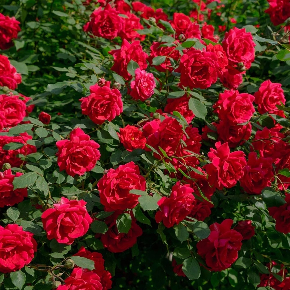 Роза Hansaland: Прекрасный выбор для любого сада