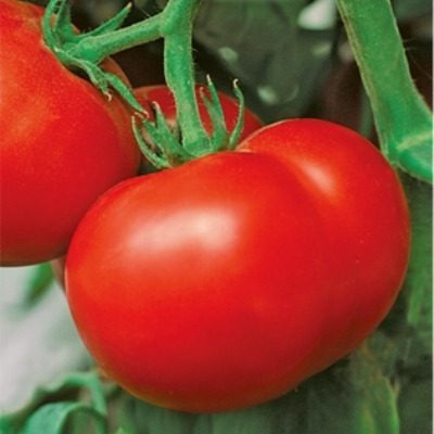 Томат Стреза: как получить ранний урожай без лишних хлопот