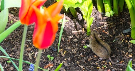 Как эффективно защитить свой огород от грызунов