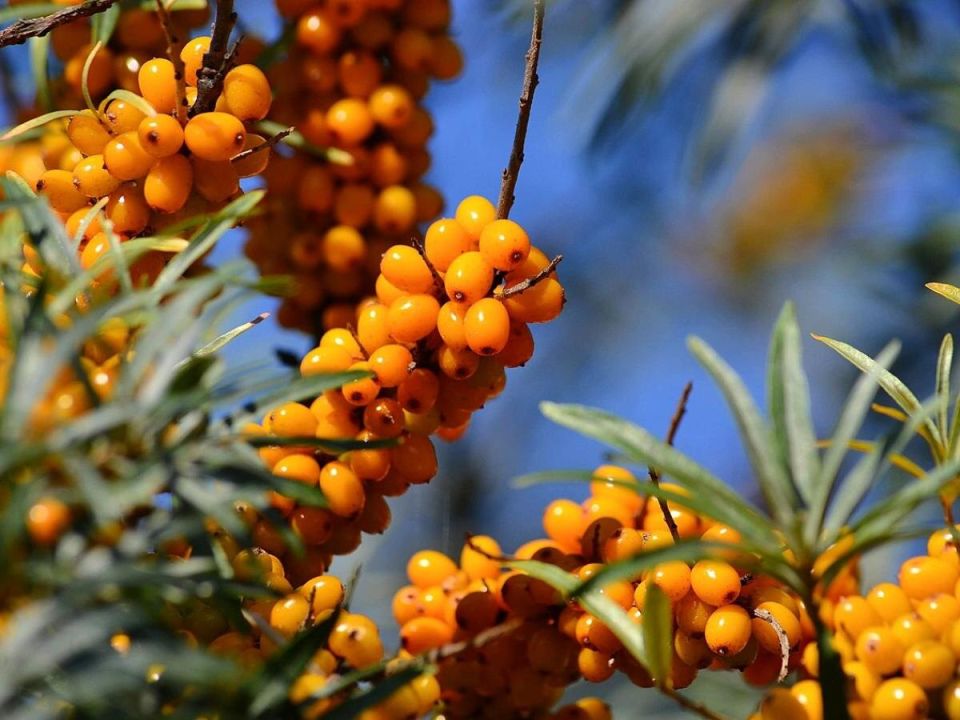 ��� ��������� ��������: ������� ����� ��� �������� ������