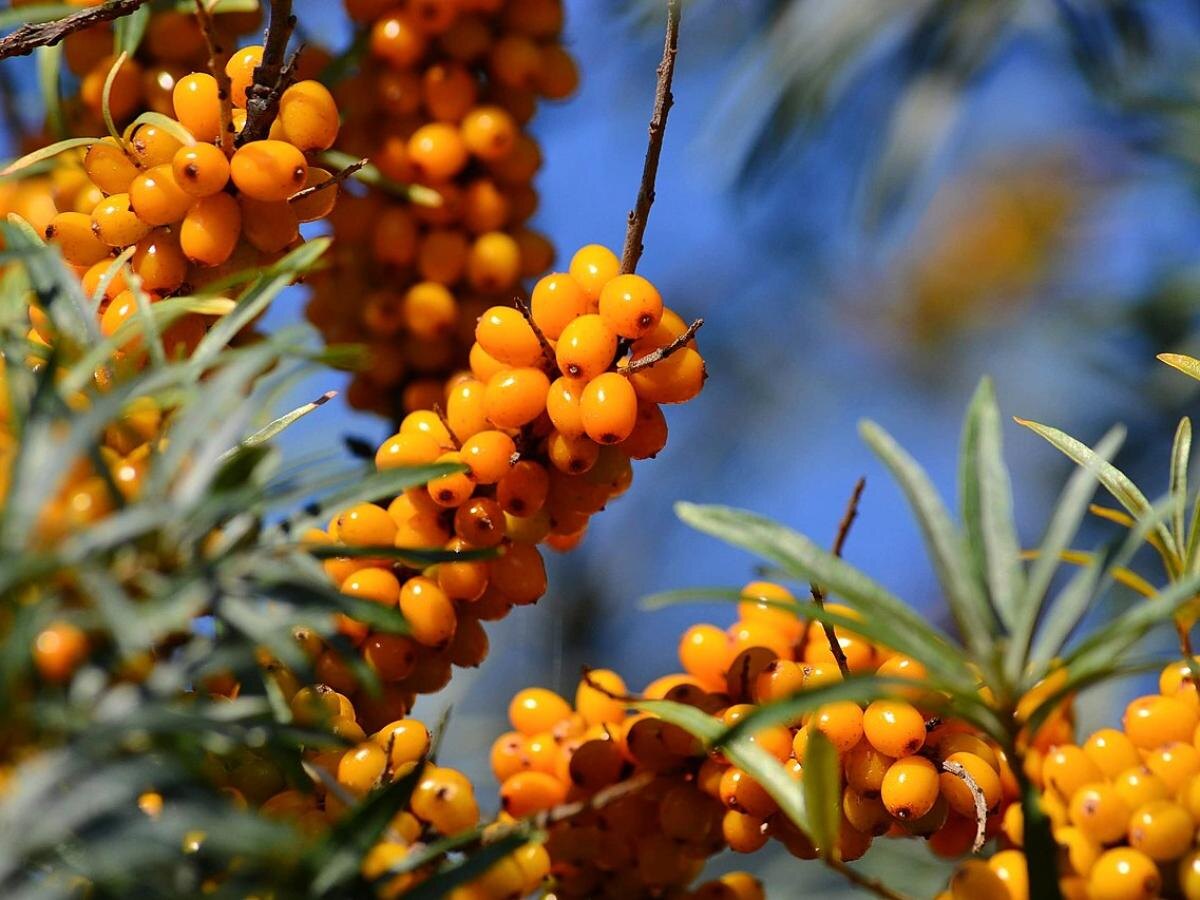 Как сохранить облепиху: секреты ухода для богатого урожая