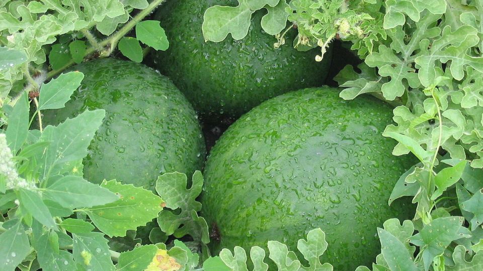 ��� ��������� ������ ������ � ���� �� �������