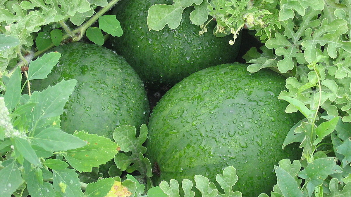 Как правильно сажать арбузы и дыни на рассаду
