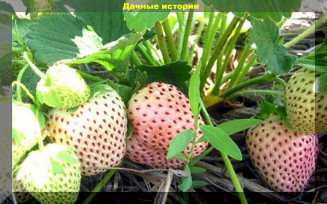 Февраль: время для посадки цветов и овощей – что стоит знать