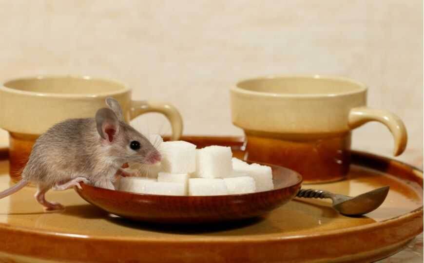 Запахи, которые отпугивают мышей: Как защитить свой дом от грызунов