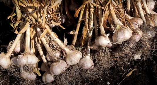 Секреты долгого хранения лука и чеснока до весны