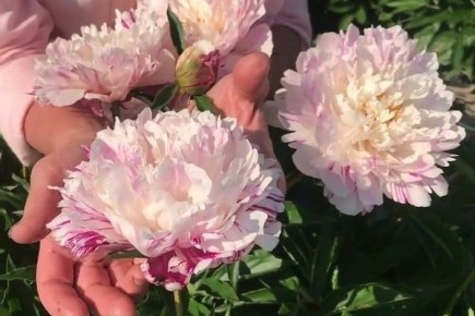 ���� ����� ������: ������� ����� � �����������