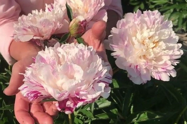 Пион Кэнди Страйп: секреты ухода и размножения