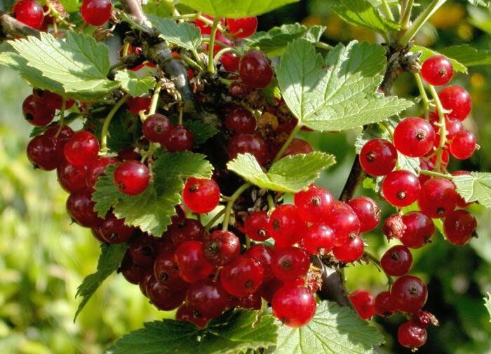 ������, ������� ����� ������ ������ ���������