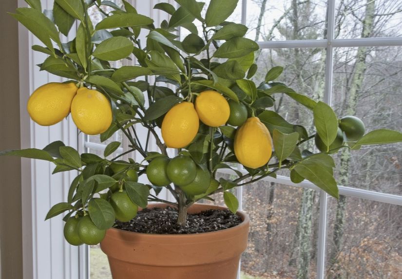 ���� �� ����������� � ������ ������