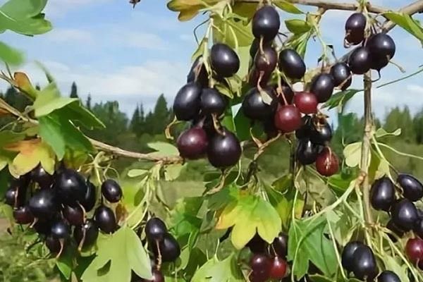 ��� � ��������� ���������: ����������� � ������� �����