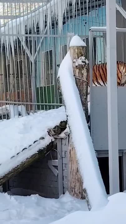 Сильные морозы нипочём тигрице Шер из Липецкого зоопарка