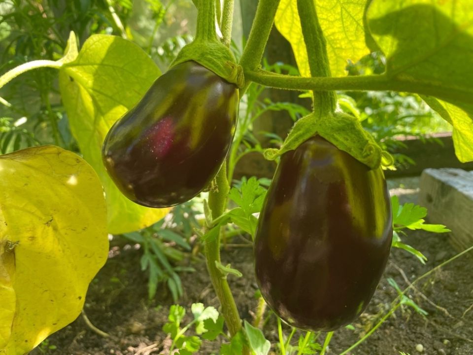 �������� ������� F1�: ��������� ����� ��� �������� ���������