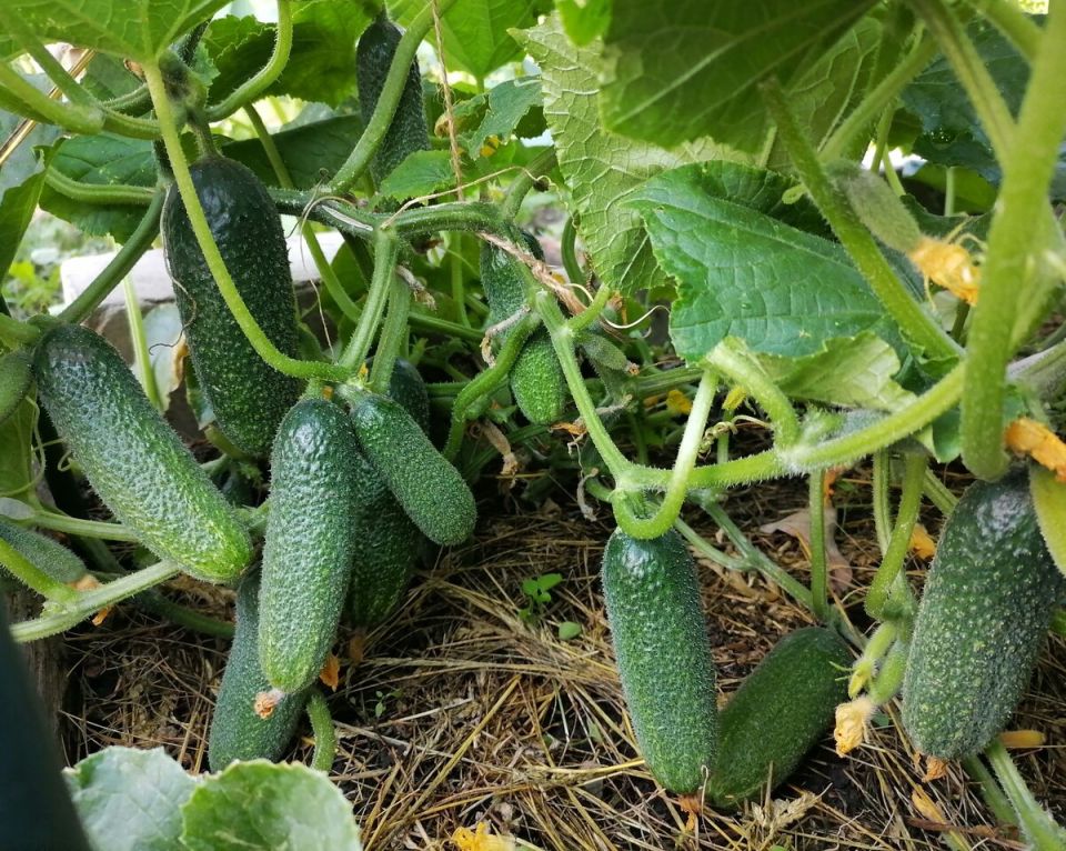 ��������� ������� � �������: ��� �������� ������ �� �����