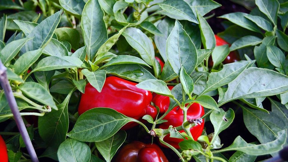 ����������� ���������� ����� ������� ��� ��������� ������