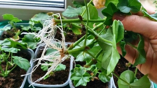 Как сохранить черенки: пакет против стакана — эксперимент показал результат