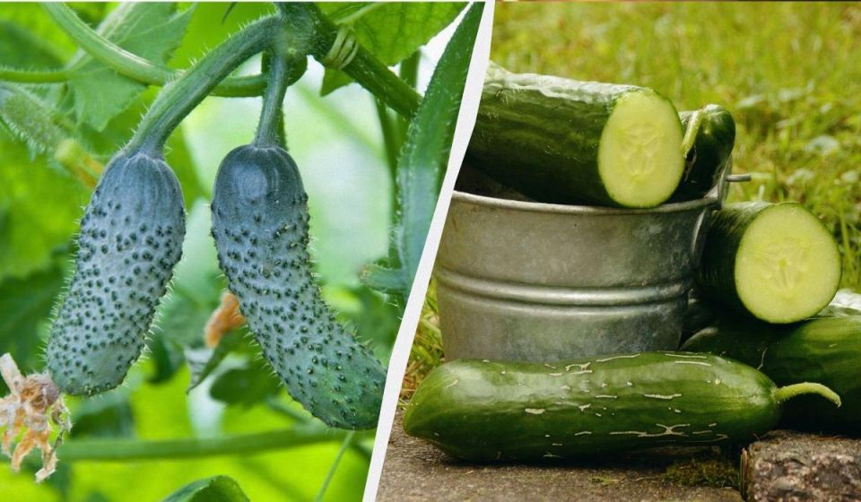 ������ ������ ��� �������: ��� ����� �������� ����� � ��������