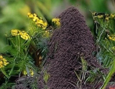 ���� ��� ���������: ��� �������� ���������������� ������ �� �������