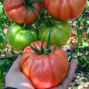 ��� ������� ��������� ������ ��� ������ �������: ������� ������