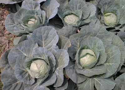 ����������� ������ ������ � ����������� �������: ����������� �� ������ � �������