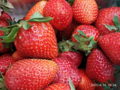 Как правильно подкармливать крупноплодную землянику в позднюю весну