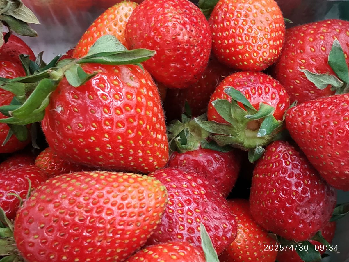 Как правильно подкармливать крупноплодную землянику в позднюю весну