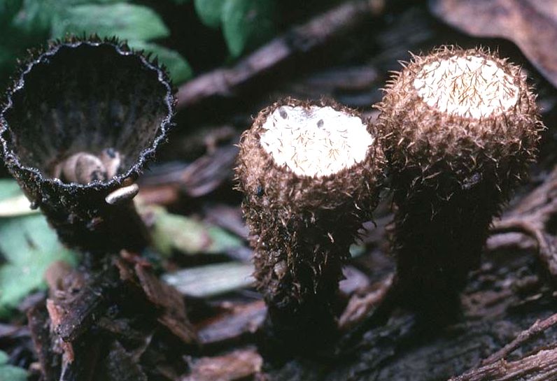 ��������� Cyathus: ���������� ���� �� ���� �������