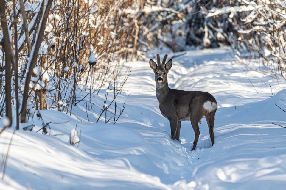 Европейскую косулю в Нижнем парке встретил липецкий фотограф Василий Приходько